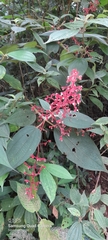 Miconia secungrandifolia