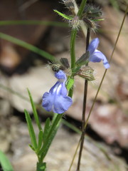 Salvia heterotricha