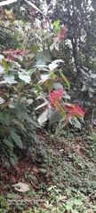 Miconia secungrandifolia