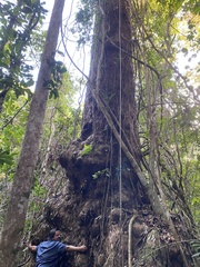 Caryocaraceae