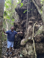 Caryocaraceae