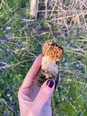 Morchella esculenta
