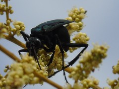 Pepsis mexicana