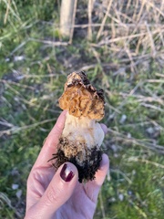 Morchella esculenta