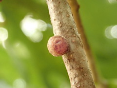 Kermesidae