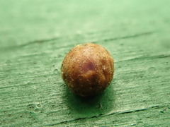 Kermesidae