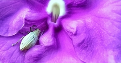 Plectrophoroides