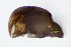 Lasioglossum semilucens