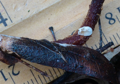 Crepidotus vulgaris