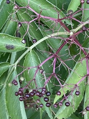 Sambucus canadensis