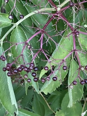 Sambucus canadensis
