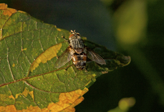 Tachinidae