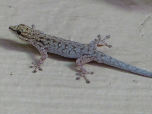 Chobe Dwarf Gecko (Reptiles of Botswana) · iNaturalist