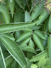 Sambucus canadensis