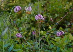 Lilium kelloggii