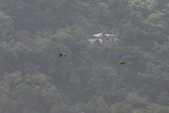 Amazona amazonica tobagensis