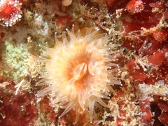 Balanophyllia elegans