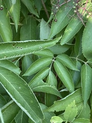 Sambucus canadensis