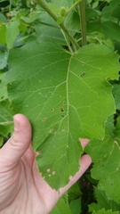Media resource of Arctium lappa