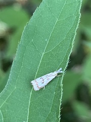 Microcrambus elegans