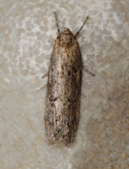 Syncometes vilis