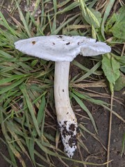 Tricholoma columbetta