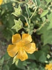 Velvet-leaf Mallow - Photo (c) CompanyInk, some rights reserved (CC BY-NC), uploaded by CompanyInk