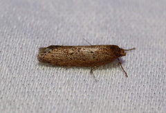 Syncometes vilis