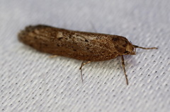 Syncometes vilis
