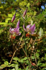 Lilium kelloggii