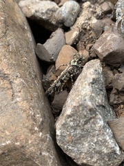 Spharagemon marmorata