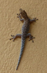Lygodactylus chobiensis