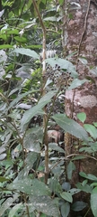 Palicourea violacea