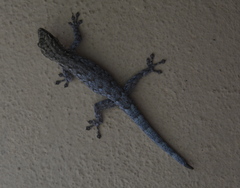 Lygodactylus chobiensis