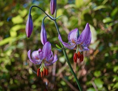 Lilium kelloggii