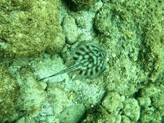 Urobatis maculatus