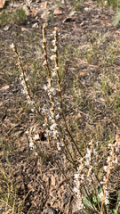 Eriogonum racemosum