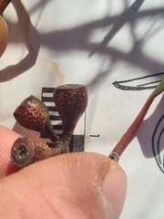 Eucalyptus sieberi