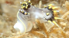 Polycera tricolor image