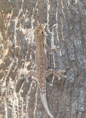Lygodactylus