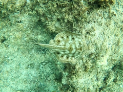 Urobatis maculatus
