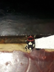 Copturus aurivillianus