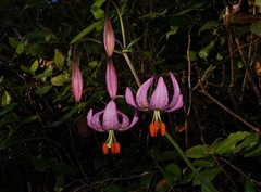 Lilium kelloggii