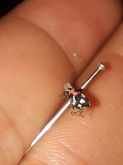 Copturus aurivillianus