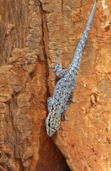 Lygodactylus chobiensis