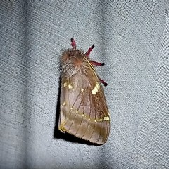 Paradirphia winifredae