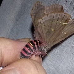 Paradirphia winifredae