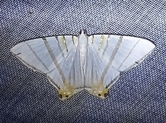 Phrygionis platinata