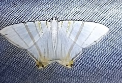 Phrygionis platinata