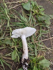 Tricholoma columbetta